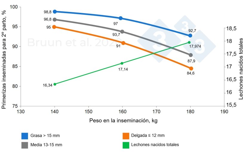 Relación entre el peso y el espesor de grasa dorsal de la primeriza en la primera cubrición y su vida productiva y longevidad. Bruun et al. (2020): Informe de ensayo n.º 1206, SEGES Innovation